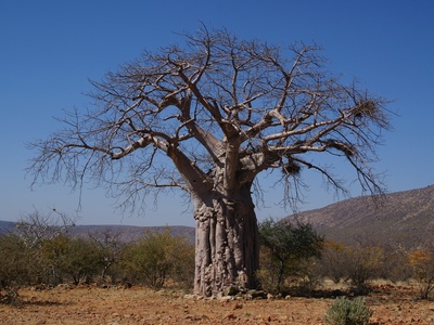 African Baobab