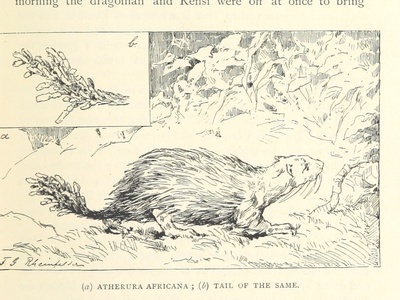 African brush-tailed porcupine