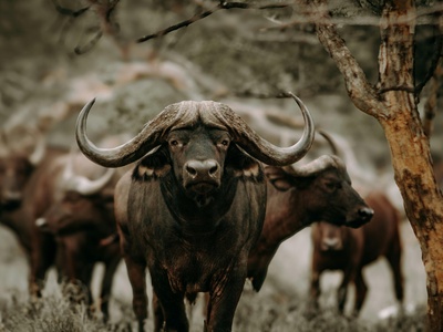 African Buffalo