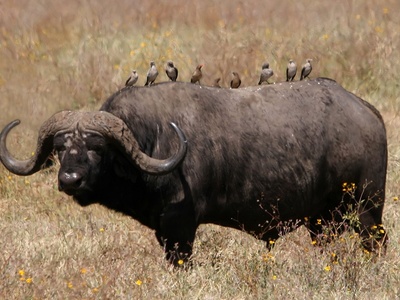 African buffalo