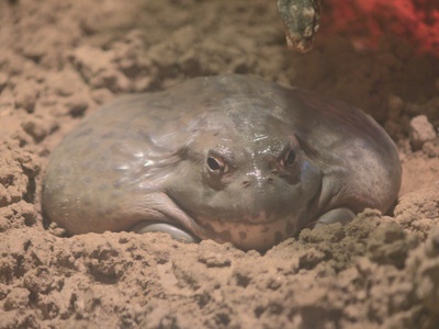 African Bullfrog