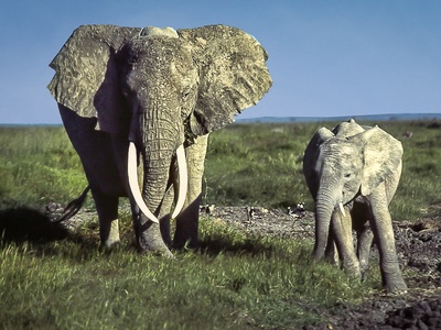 African Bush Elephant