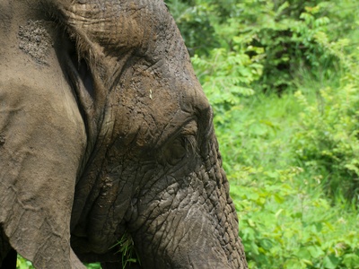 African bush elephant