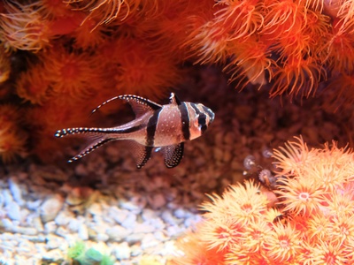 African Butterflyfish