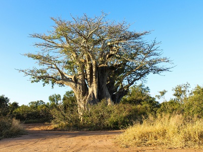 African Cabbage Tree