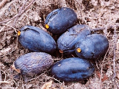 African Canarium