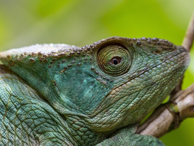African Chameleon