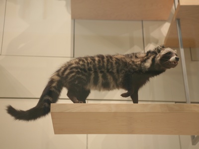 African Civet