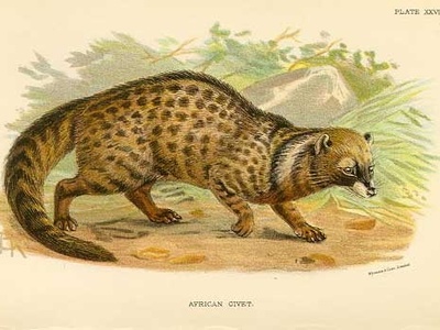 African Civet