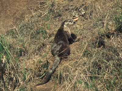African Clawless Otter