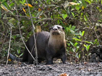 African clawless otter