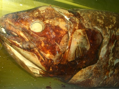 African Coelacanth
