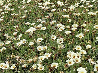 African daisy