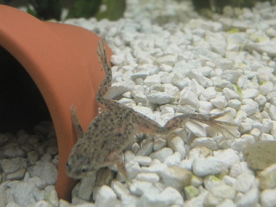 African dwarf frog