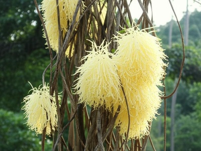 African Fan-weed