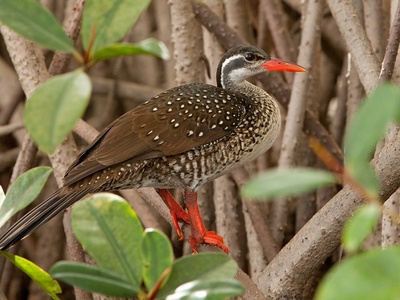 African Finfoot