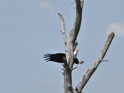 African Fish-Eagle