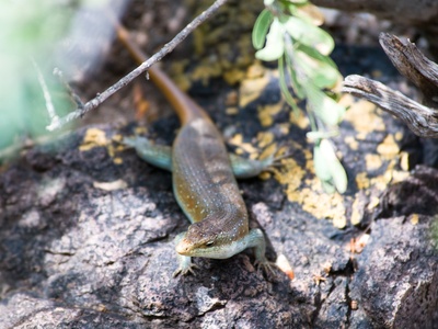 African Five-lined Skink