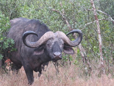 African Forest Buffalo