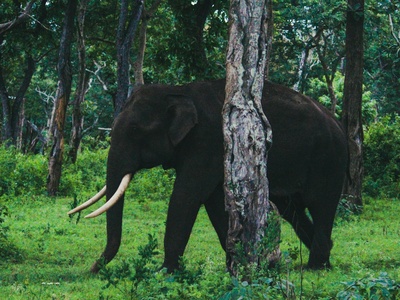 African Forest Elephant