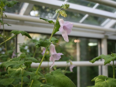 African Foxglove