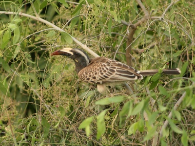 African Grey Hornbill