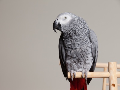 African grey parrot