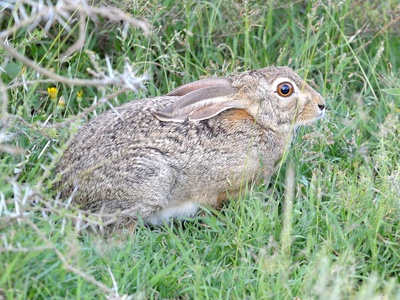 African Hare