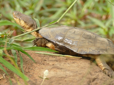 African Helmeted Terrapin