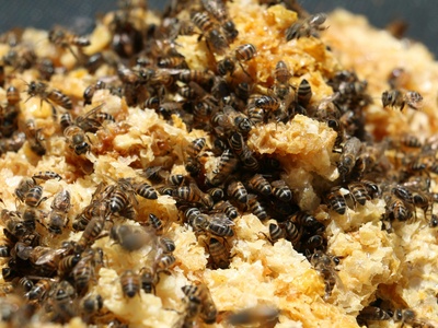 African honeybee