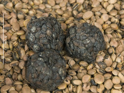 African Locust Bean