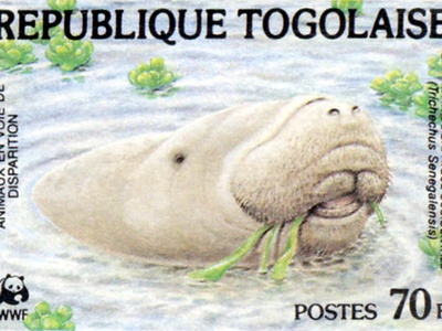 African Manatee