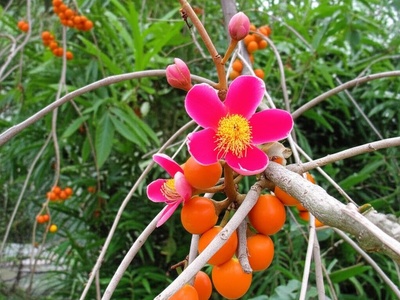 African Mangosteen