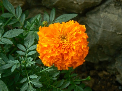 African marigold