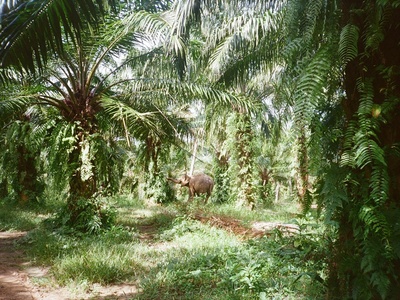 African Oil Palm