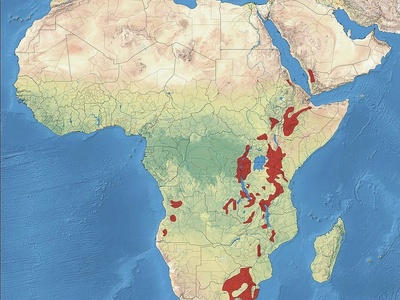 African Olive