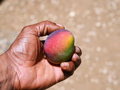 African Peach