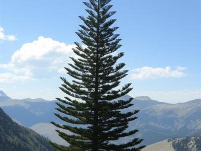African Pencil Cedar