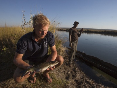 African Pike Characin