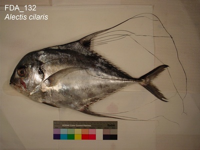 African Pompano
