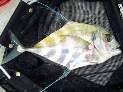 African Pompano