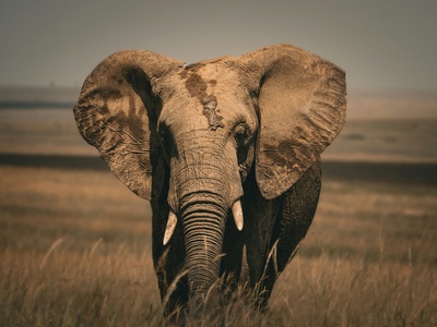 African Savanna Elephant