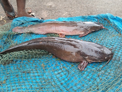 African Sharptooth Catfish