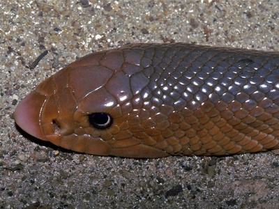 African Shovel-nosed Snake