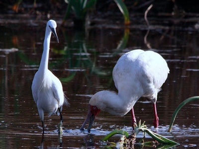 African Spoonbill