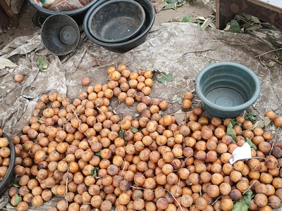African Star Apple