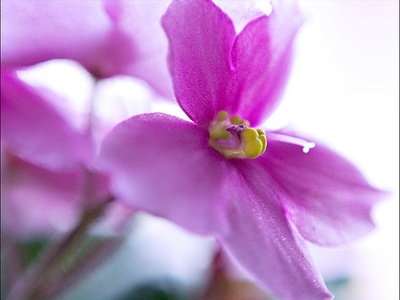 African violet