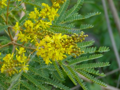 African Wattle