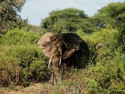 African Wild Ass