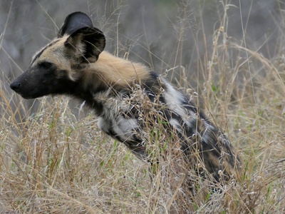 African Wild Dog